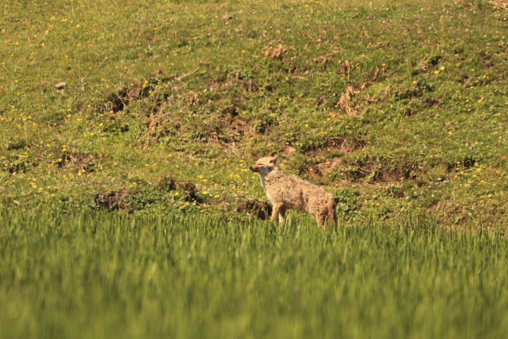 Himalayan Fox spotted in Benital